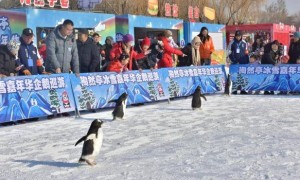 滑雪、冰灯、市集，北京11项冰雪活动邀市民玩冰雪过大年