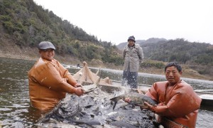 生态养鱼 拓宽乡村“致富路”